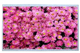 1024*600 LVD 10.1 inch TFT LCD SCREEN 